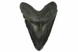 Bargain, Fossil Megalodon Tooth - South Carolina #122533-1